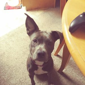 Meet your Posher, Raeshell